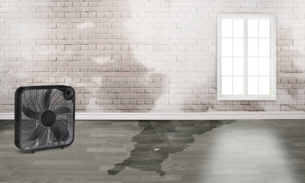 Best Local water damage restoration  in Brookhaven, WV